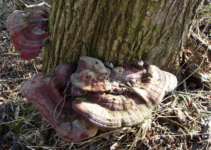 tanti funghi